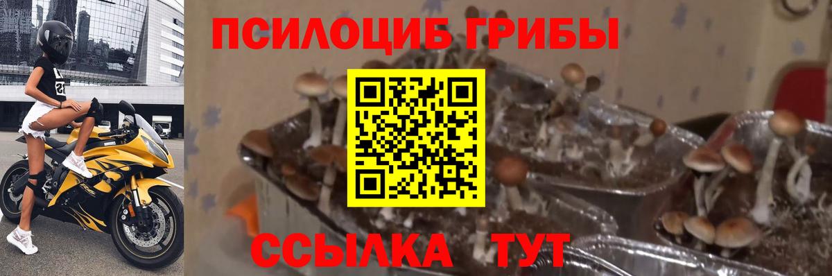 Псилоцибиновые грибы GOLDEN TEACHER  Вход с VPN  Богородск  Галлюциногенные грибы MAGIC MUSHROOMS 